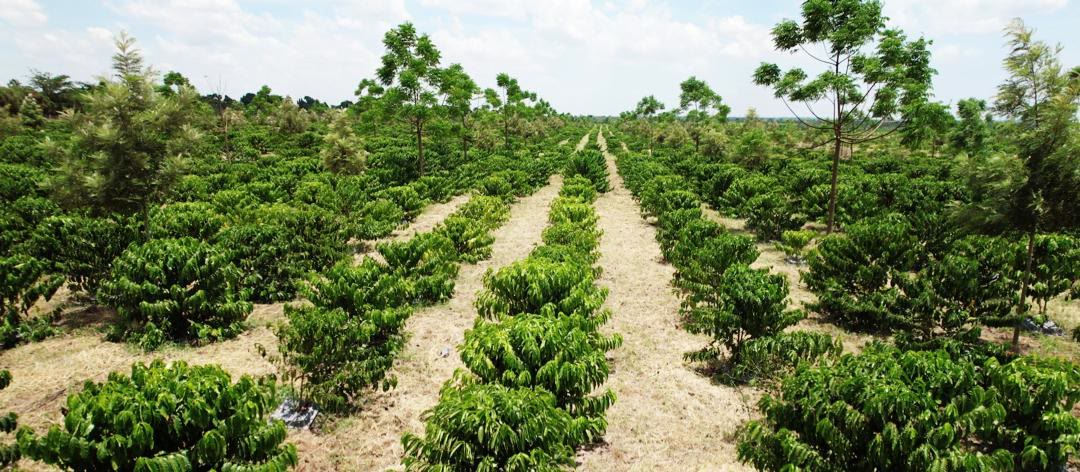 Rows of established coffee trees on a farm developed by Dale Engineering, Uganda