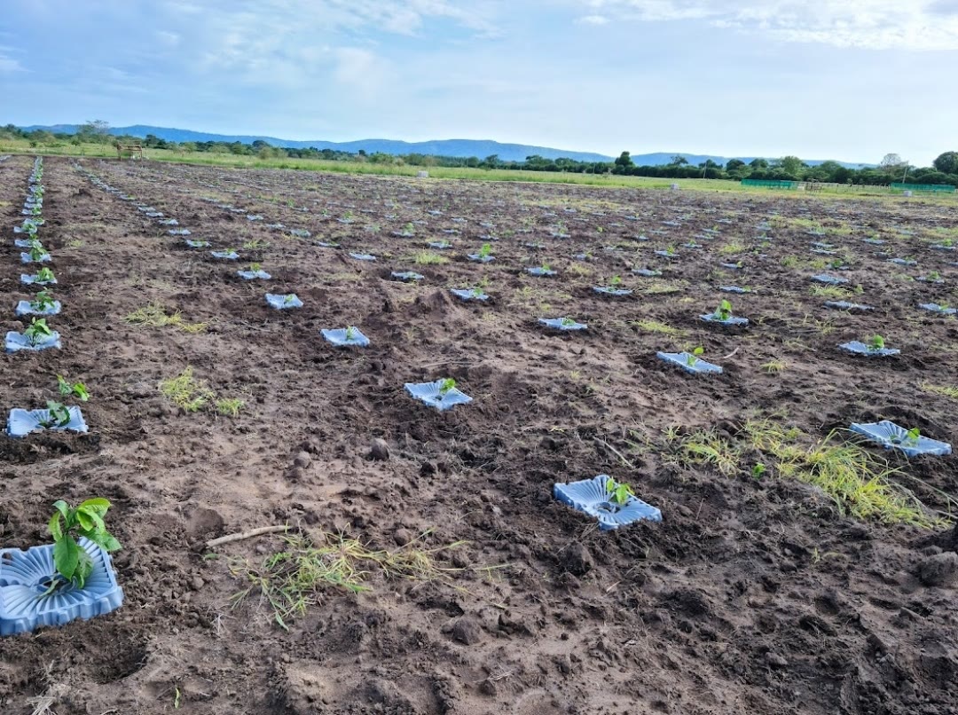 Newly planted seedlings in tree guards across a prepared field